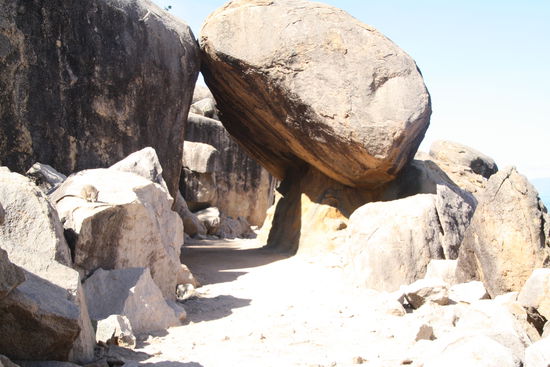 Bei den Felsenkängurus