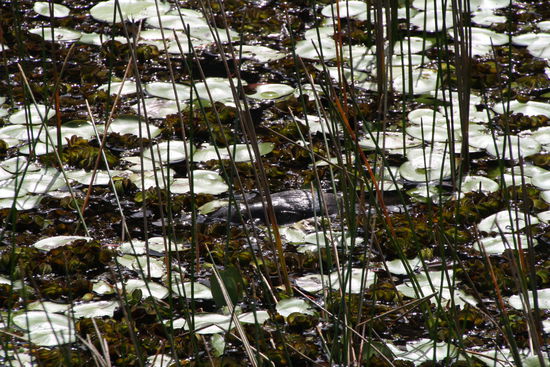 Suchauftrag: Wo ist Platypus?       
In der Mitte des Bildes