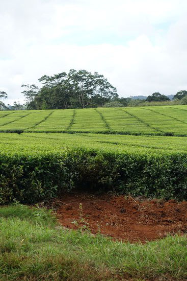 Teeplantage- hier wird nur der schwarze Tee geerntet und hergestellt
