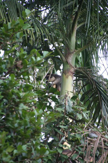 Baumkänguru mit Baby im Beutel