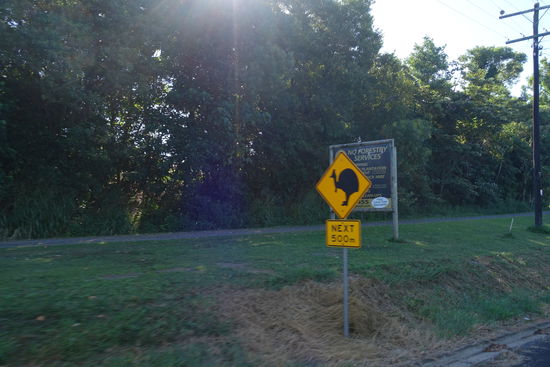 Tatsächlich lief vor uns auch ein Helmkasuar (Cassowarys) auf der Straße her