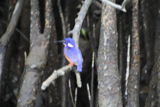 Der schöne King Fisher; leider habe ich ihn nicht schärfer bekommen
