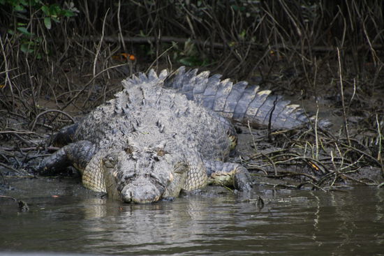 Das ist wohl der Big Boss der Gegend. Bei fünf Meter Länge, bringt er es auf 700 kg und noch nicht voll ausgewachsen... 
Wehe dem, der ihm zu nahe kommt... 
Auch wenn sie einen nicht sehen, können alle Krokodile in der Umgebung hören, sobald sich jemand im Wasser befindet.