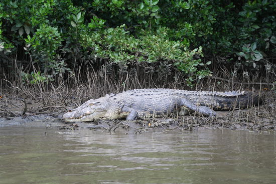 Der Big Boss in seiner ganzen Länge