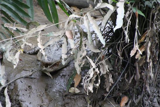 Sie sieht nicht sehr freundlich aus (Muttertier des Babycrocs)...