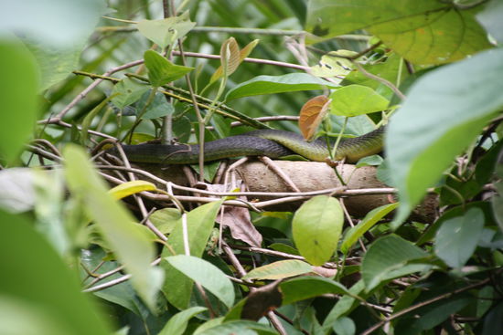 Der Skipper entdeckte mitten im Baum diese Schlange