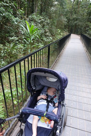 Den ersten Teil des Regenwaldausflugs verschlief Emil. Natürlich mit seinem Häschen im Gesicht