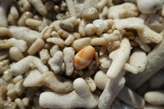 Der Strand bestand ausschließlich aus Korallen- Mitnahme strengstens verboten, denn das Great Barrier Reef ist ein Nationalpark bzw. Marinepark