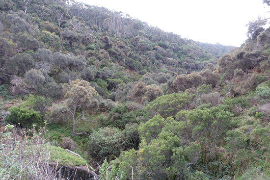 Dichter Urwald entlang der Straße