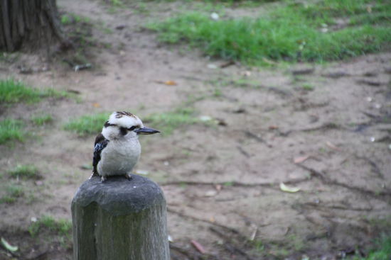 Kookaburra