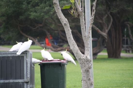 Zu zweit konnten sie die Mülltonne öffnen