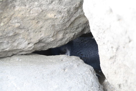 Nur durch ihre Bewgungen und ihre Geräusche konnten wir die Pinguine in ihren Höhlen entdecken