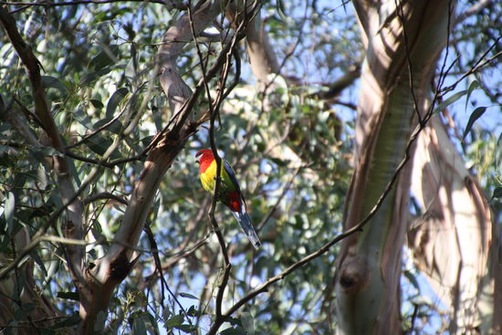 Phillip Island Koala Conservatory