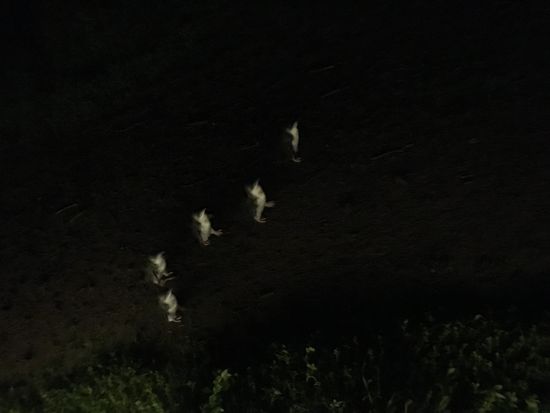 Ein paar Pinguine lassen sich in der Dunkelheit erahnen.