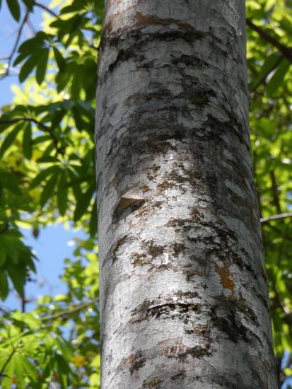 Suchbild II - etwas schwieriger als das Erste 