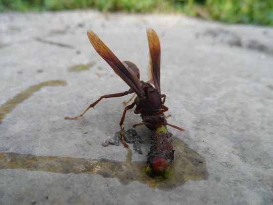 Fressen und gefressen werden. Das Insekt hatte nicht wirklich lange etwas von dem Wurm. Nach 10min lag es platt (da ist wohl jemand auf dem Weg zum Pool drauf getreten?) auf dem Stein und wurde von einer Horde Ameisen abtransportiert.