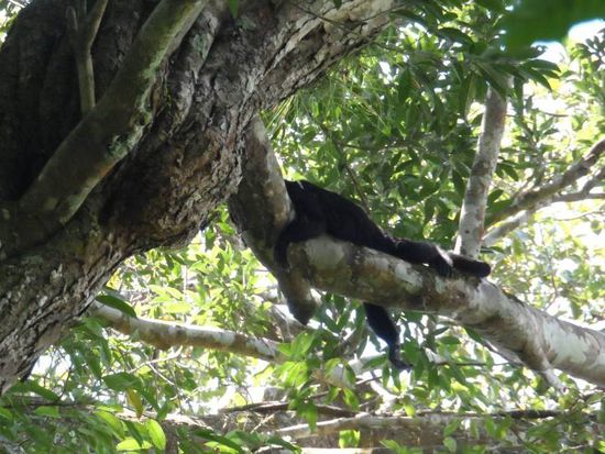 Auch Affen machen Siesta