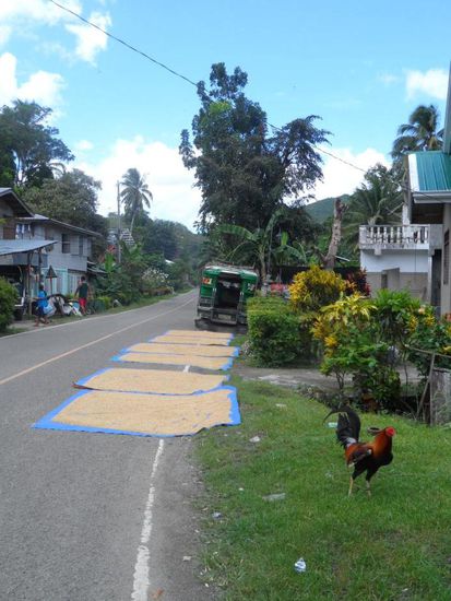 Reis zum trocken ausgelegt