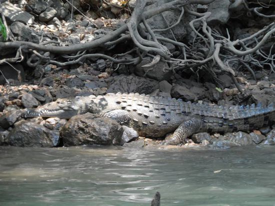 Diesmal auch mit Kroko Foto 