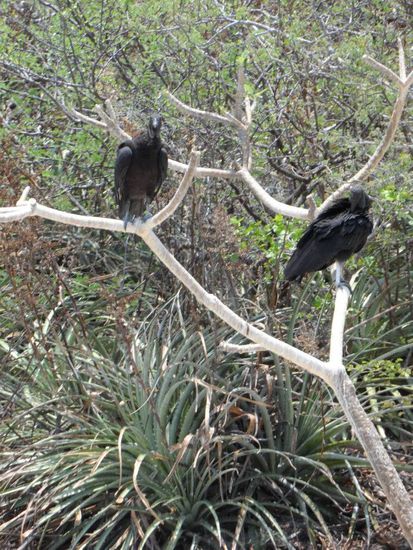 und ich leg noch ein Geier Foto gratis oben drauf 