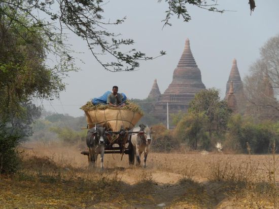 Auch in Bagan wird das meiste noch mit dem Ochsenkarren befoerdert