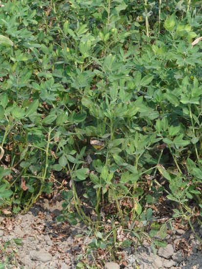 Was hier wohl am Flussufer angebaut wird?