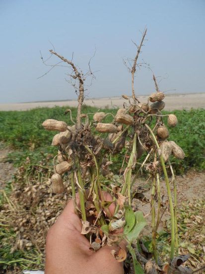 Ahhhh soooo wachsen also Erdnuesse....wieder was gelernt