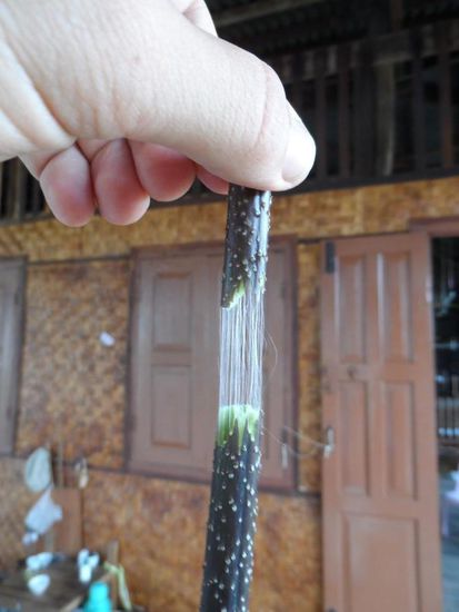 Fasern aus Lotusstaengeln