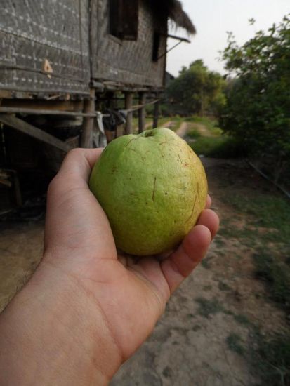 Mal wieder neues Obst