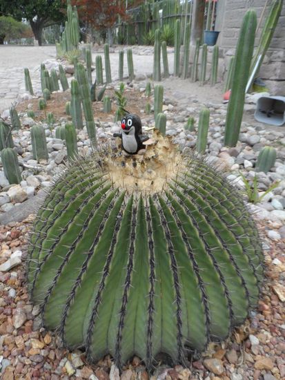 mexikanischer Maulwurfshuegel