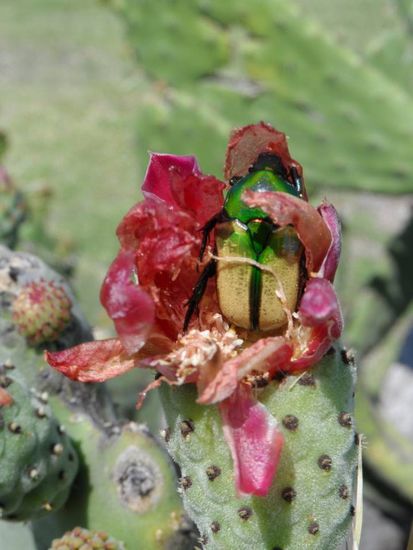 mhhhhhh lecker Kaktusblueten