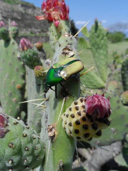 jetzt muss ich nur noch zusehen wie ich hier wieder herunter kommen - fiese Stachel