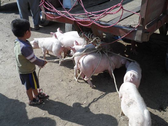 kommt her ihr kleinen Schweinchen