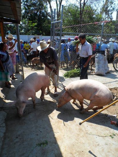 Die beiden wollten einfach nichtmit ihrem neuen Besitzer mitgehen. Wahrscheinlich haben sie geahnt was dort auf sie wartet: