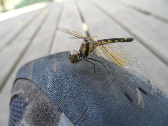 Wer ist denn da auf meinem Schuh gelandet?