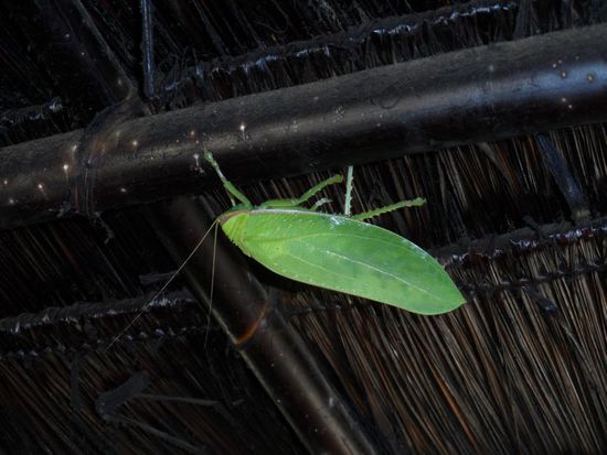 Draussen gut getarnt, aber in einer Russ geschwaerzten Huette funktioniert das nicht 