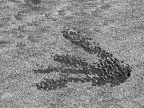 und es wird fleissig gearbeitet (von Krabben)