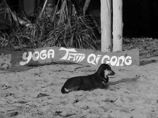 So entspannt wie die Hunde hier sind haben die bestimmt auch am Yoga-Kurs teilgenommen