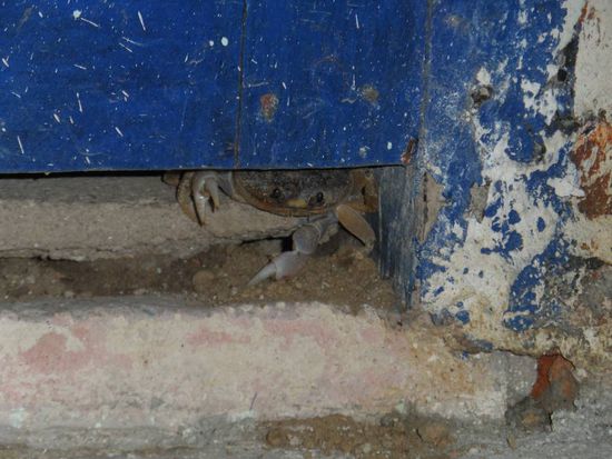 Der vermeintliche Skorpion 