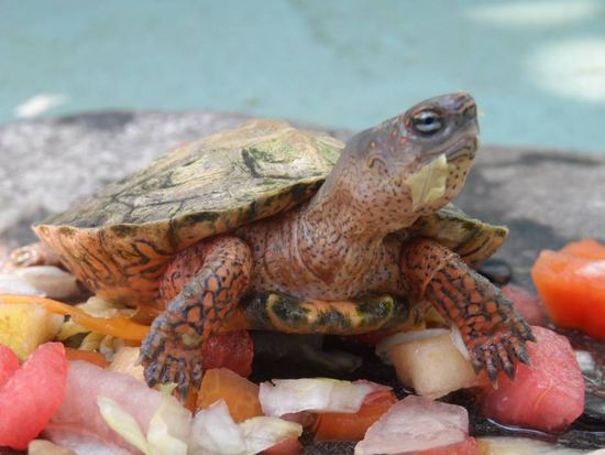 kann mir mal jemand den Mund abputzen?