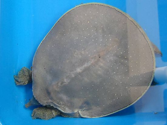 Schildkroeten gibt es echt in den merkwuerdigsten Formen