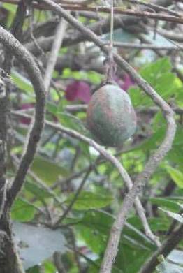 und das Endprodukt. Und das alles an einem Baum