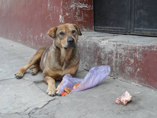 Elli - der "Wachhund" unserer Strasse. Na gut er schlaeft eigentlich nur den ganzen Tag und wartet darauf das eine Tuer aufgeht und ihm jemand etwas zu essen gibt....