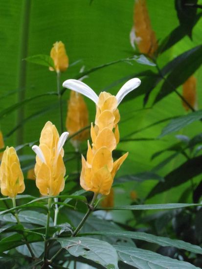 Die Kaninchenohrenpflanze 