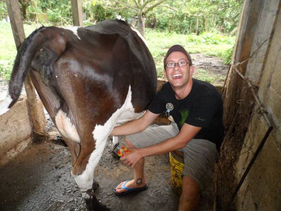 Habe zum ersten Mal in meinem Leben eine Kuh gemolken. War gar nicht so einfach hat aber nach einigen Startschwierigkeiten halbwegs funktioniert.