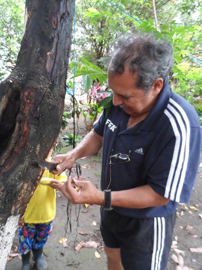 Zimtbaum - hatte vorher keinen Schimmer wo Zimt herkommt
Ach ja und nebenbei ist er uebrigens Schiedsrichter und hat das Finale Xela - Guatemala gepfiffen. Ach was ist die Welt klein......