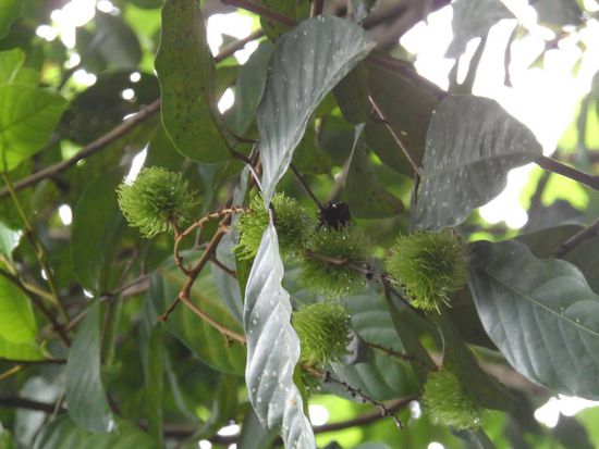 Rambutan *Yumi* aber die brauchen leider noch einen Monat 