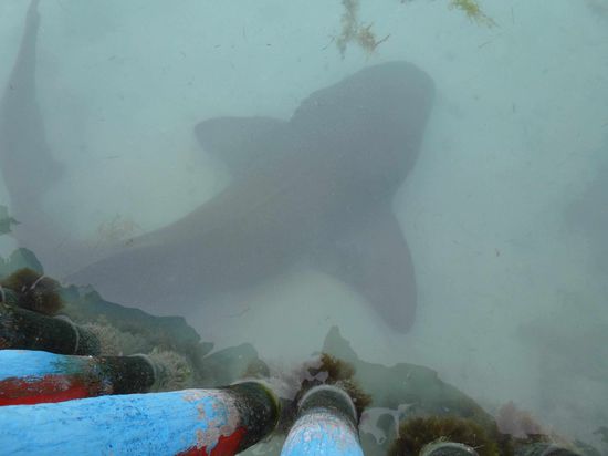 Ich weiss es ist nicht artgerecht aber ich konnte einfach nicht wiederstehen: