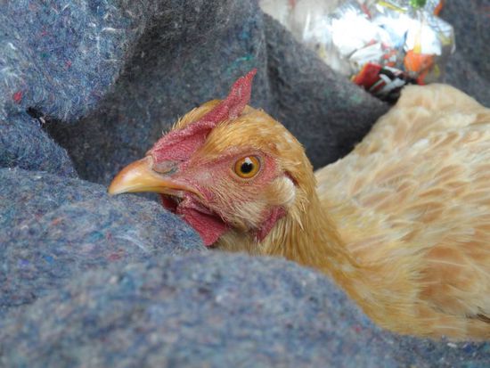 Hier wird noch gebruehtet