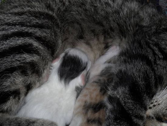 Ok wer in der Nacht 4 Jungtiere zur Welt gebracht hat der darf etwas gereizt sein 